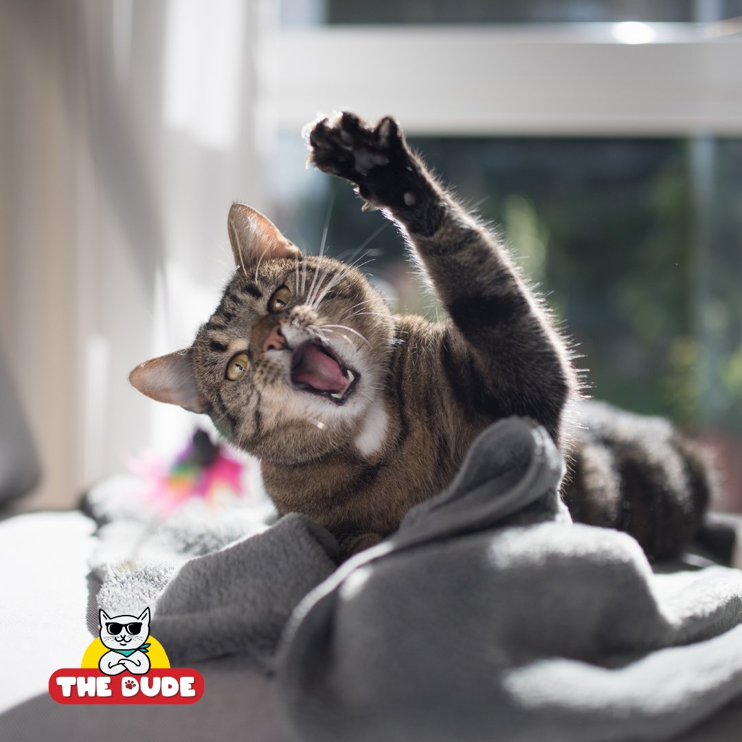 Top 10 Ways to Keep Your Indoor Cat Entertained