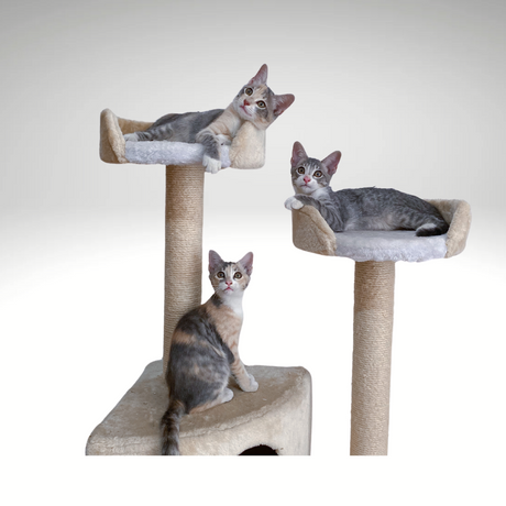 Cat Trees